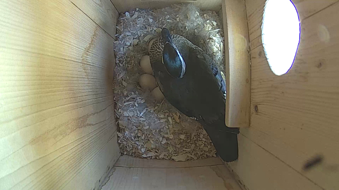 WEB ADJ vidvbeo3 WEB ADJ vidvbeo3