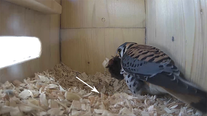 WEB ARROW #2 MK EGG#! VOLESequence 01.Still054 WEB ARROW #2 MK EGG#! VOLESequence 01.Still054