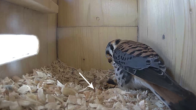 WEB ARROW MK EGG#1 VOLE Sequence 01.Still053 WEB ARROW MK EGG#1 VOLE Sequence 01.Still053