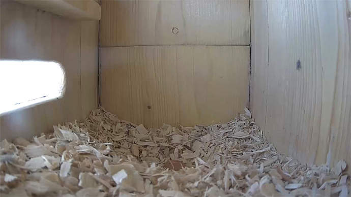 WEB EGG #1 Sequence 01.Still055 WEB EGG #1 Sequence 01.Still055