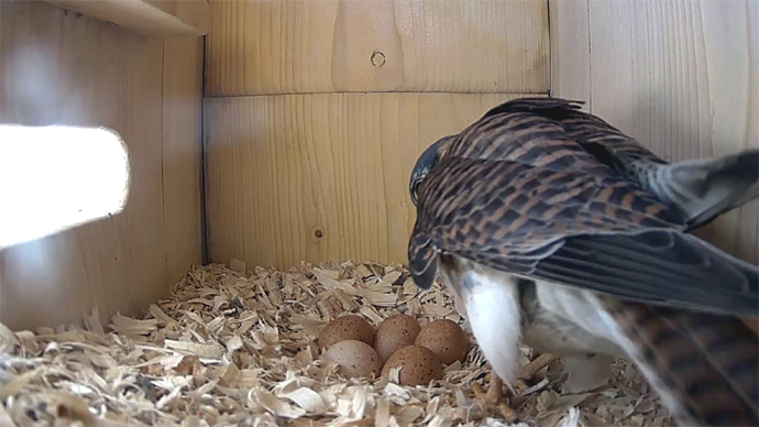 WEB FK AND 5 EGGS Sequence 01.Still085 WEB FK AND 5 EGGS Sequence 01.Still085