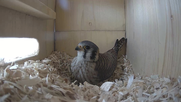 WEB FK Sequence 01.Still100 WEB FK Sequence 01.Still100