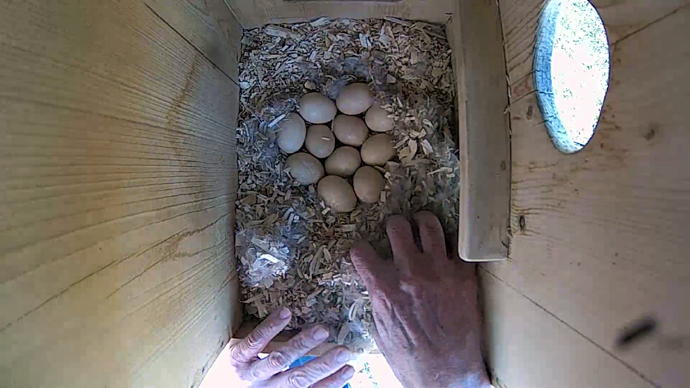 WEB MAY 7, 2025 11 WD EGGS JPG WEB MAY 7, 2025 11 WD EGGS JPG