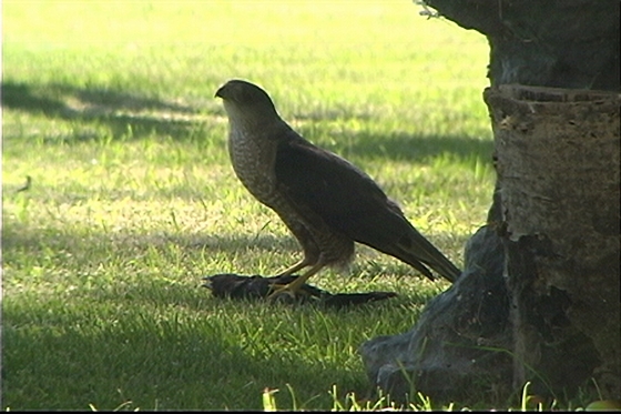 WEB RAPTOR KILL #1 JPG WEB RAPTOR KILL #1 JPG