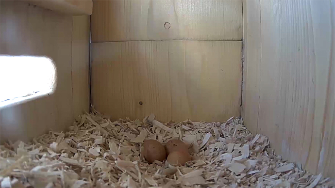 WEB SIDE 3 EGGS Sequence 01.Still079 WEB SIDE 3 EGGS Sequence 01.Still079