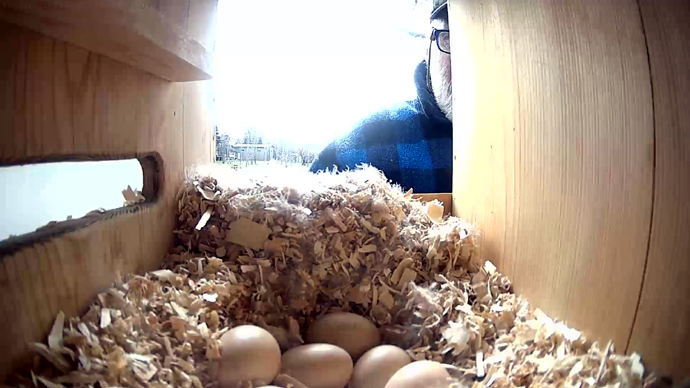 WEB SIDE WD 9 EGGS MAY 2, 2025 Snapsho JPGt WEB SIDE WD 9 EGGS MAY 2, 2025 Snapsho JPGt