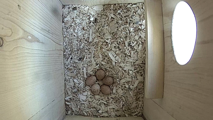 WEB TOP 5 EGGS Sequence 01.Still085 WEB TOP 5 EGGS Sequence 01.Still085