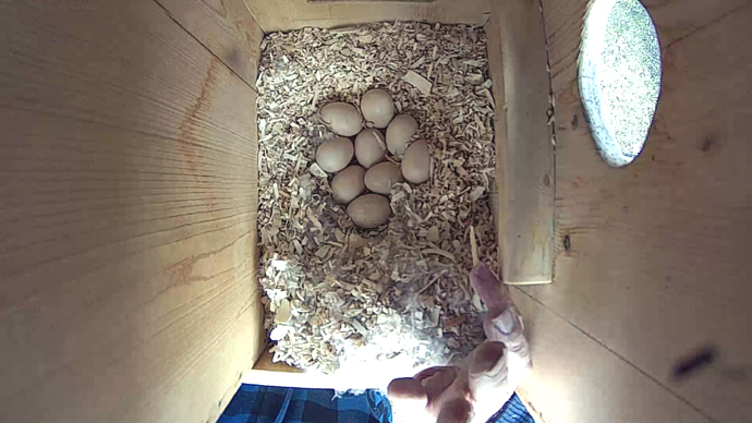 WEB TOP WD 9 EGGS MAY 2, 2025 Snapshot JPG WEB TOP WD 9 EGGS MAY 2, 2025 Snapshot JPG