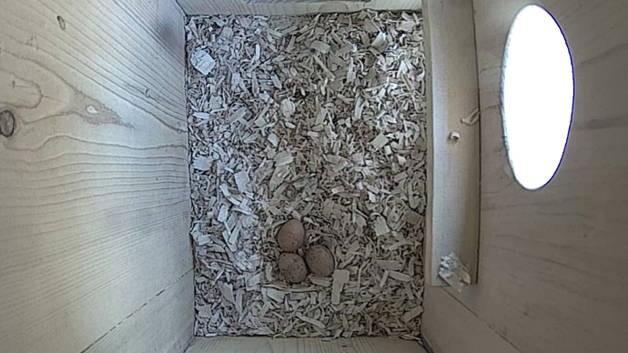 WEB TOP 3 EGGS Sequence 01.Still080 WEB TOP 3 EGGS Sequence 01.Still080