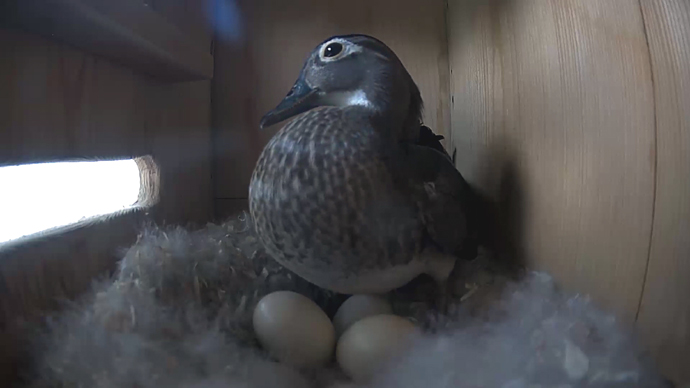 WEB video12 WD side WEB video12 WD side