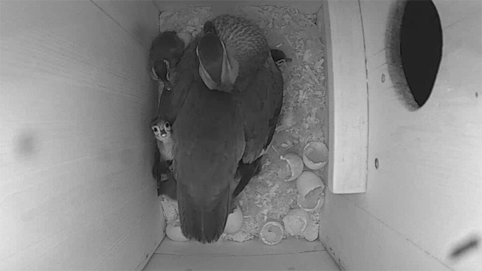 WEB video13 WEB video13