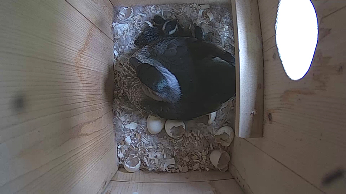 WEB video1 gdfdh WEB video1 gdfdh