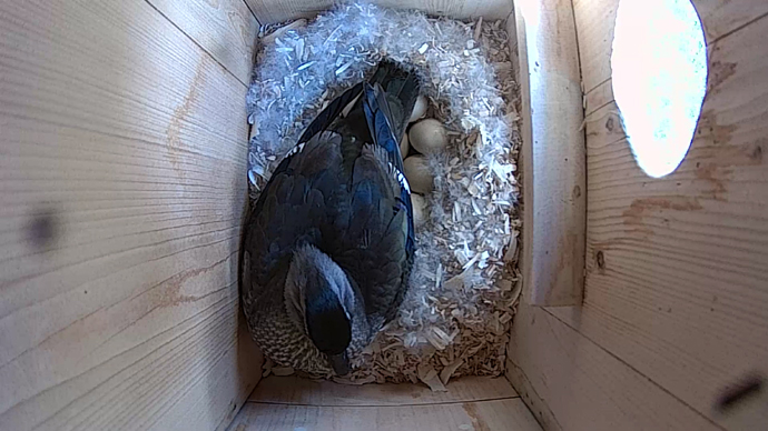 WEB video5 WD WEB video5 WD