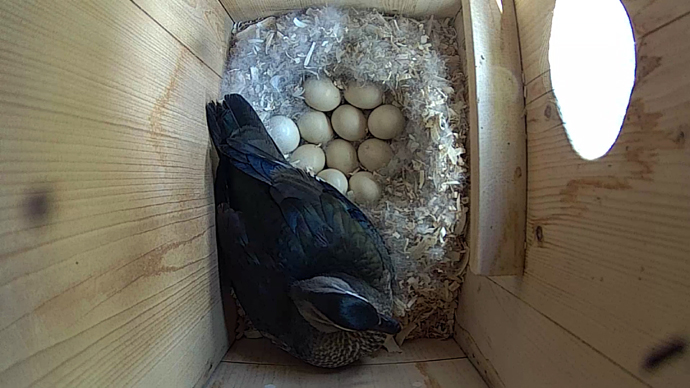 WEB video6 WD and eggs WEB video6 WD and eggs