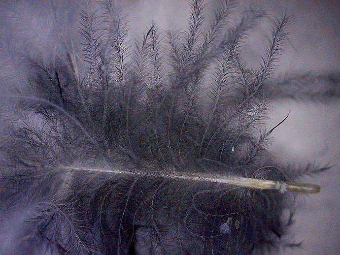 690 x 518 PICT0002 690 x 518 PICT0002