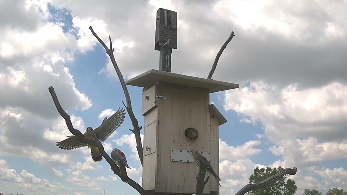 Sequence 01.Still010