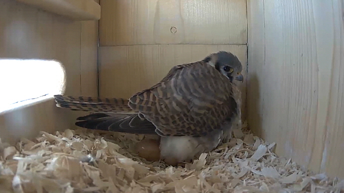 WEB FK 2 EGGS Sequence 01.Still056 WEB FK 2 EGGS Sequence 01.Still056