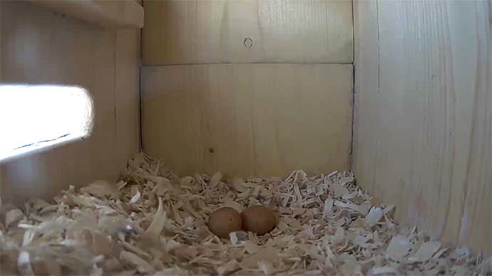 WEB 2 EGGS Sequence 01.Still056 WEB 2 EGGS Sequence 01.Still056