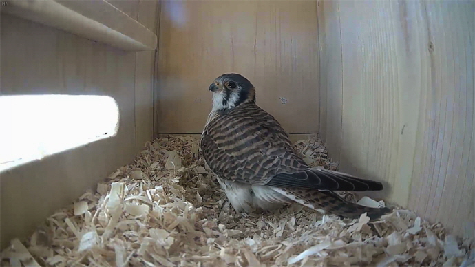 WEB ADJ video111111 JPG