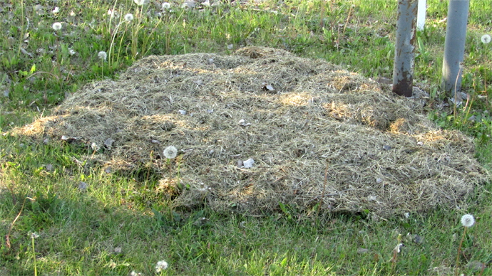 WEB GRASS IMG_5880 WEB GRASS IMG_5880