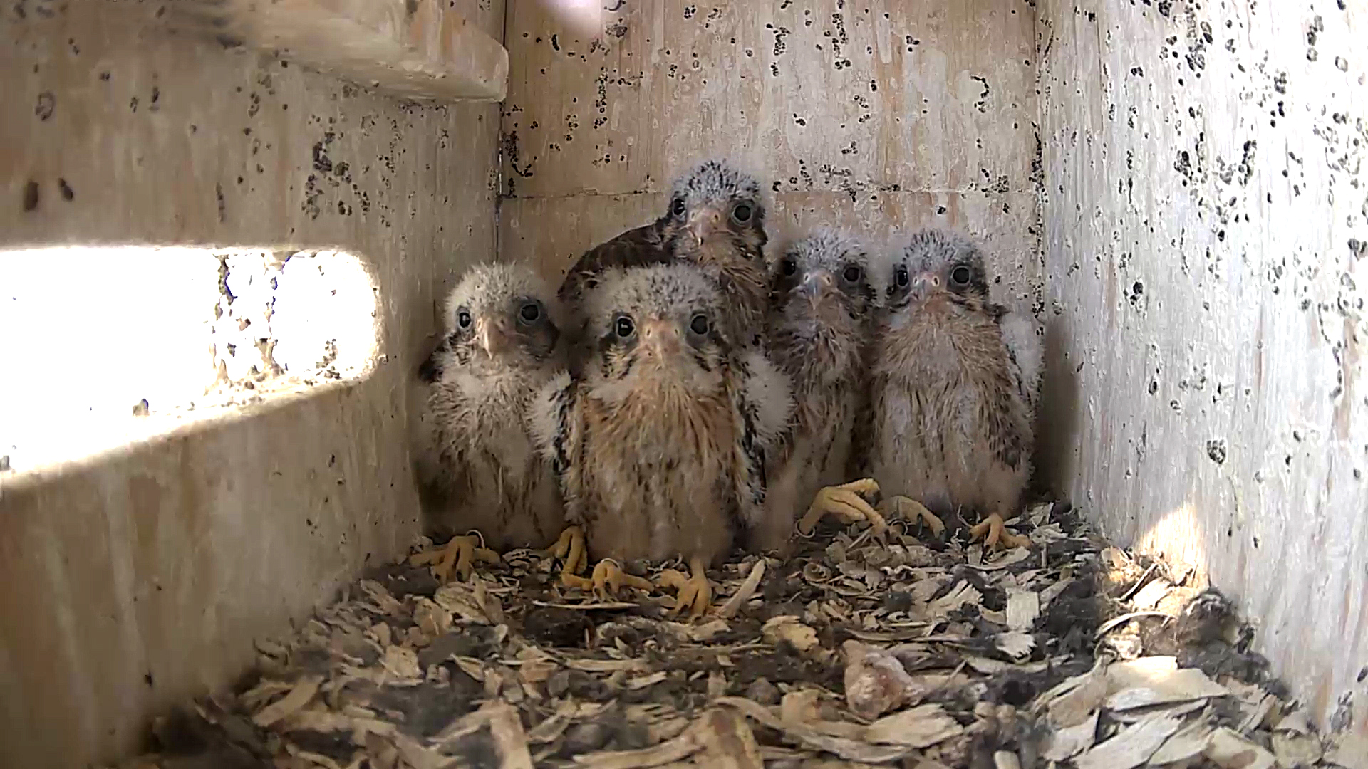 video4 copy video4 copy