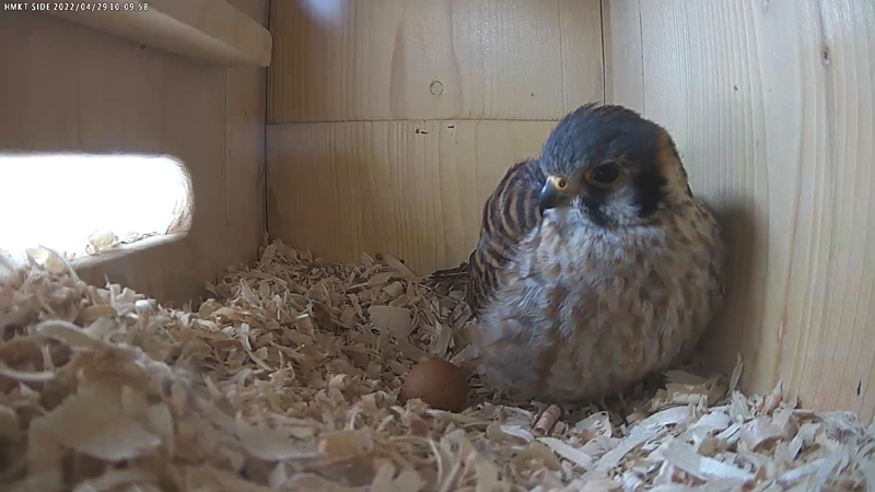 video egg 16 video egg 16